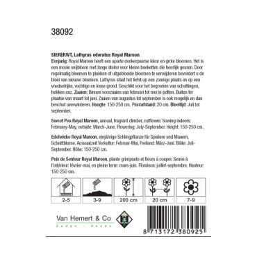 Lathyrus odoratus 'Royal Maroon' - siererwt - afbeelding 2