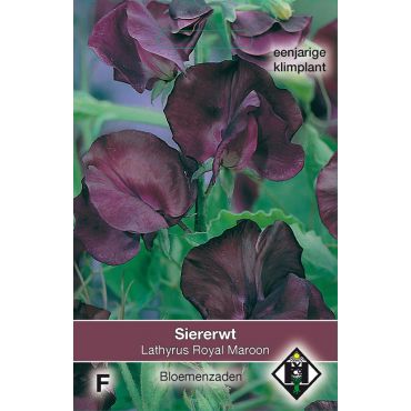 Lathyrus odoratus 'Royal Maroon' - siererwt - afbeelding 1