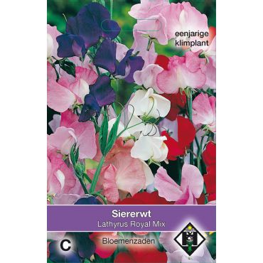 Lathyrus odoratus 'Royal Mix' - siererwt - afbeelding 1