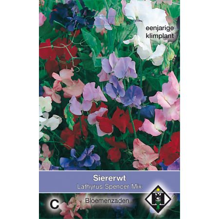 Lathyrus odoratus Spencer Mix - afbeelding 1