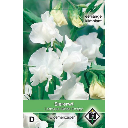 Lathyrus odoratus White Ensign - afbeelding 1