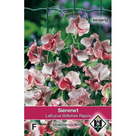 Lathyrus odoratus 'Wiltshire Ripple' - siererwt - afbeelding 1