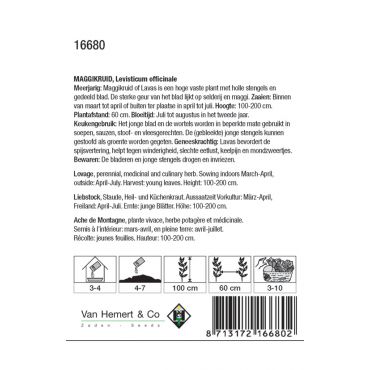 Lavas, Maggikruid / Levisticum - afbeelding 2