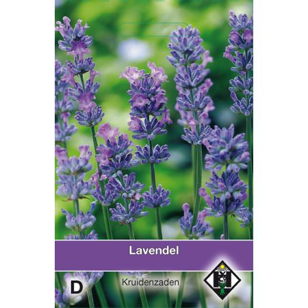 Lavendel / Lavandula - afbeelding 1