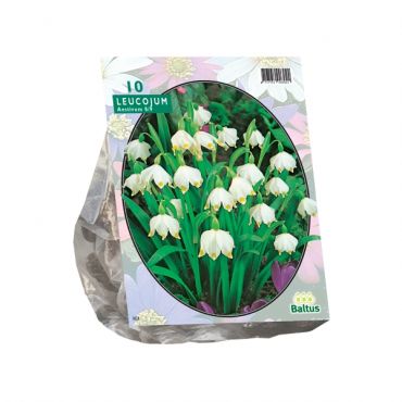 Leucojum