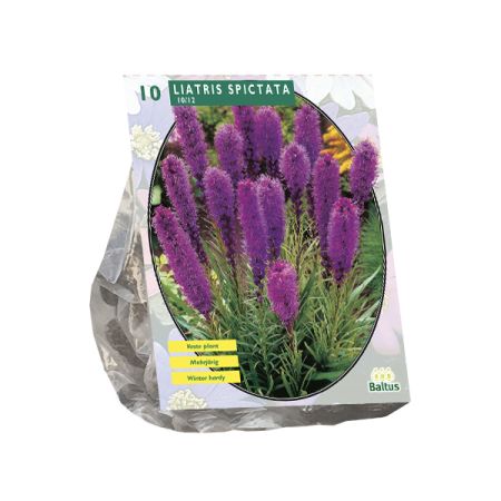 Liatris spicata paars 10st