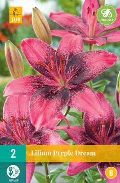 Lilium Purple Dream