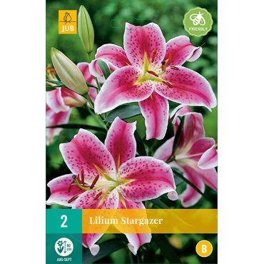 Lilium stargazer 2st