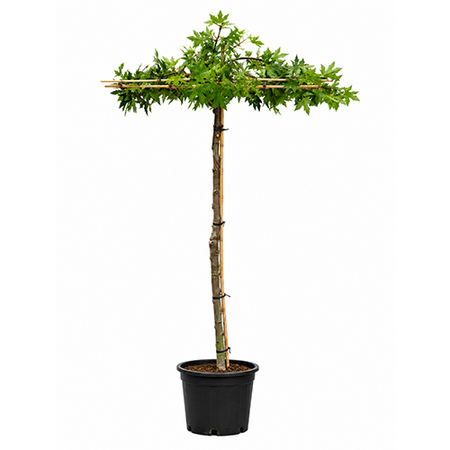 Liquidambar dakboom - afbeelding 1