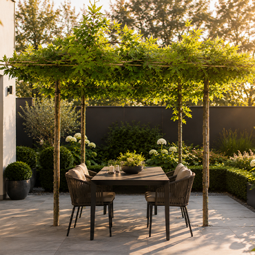 Liquidambar dakboom - afbeelding 2