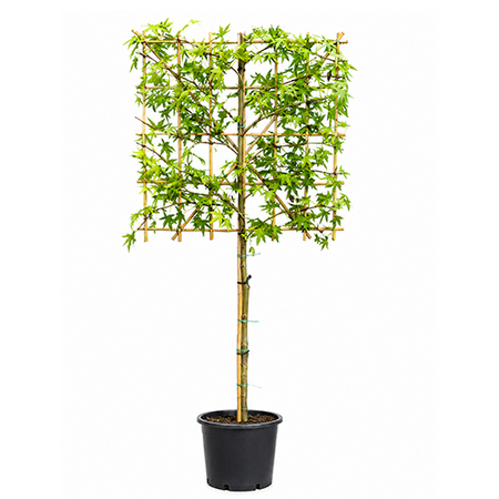 Liquidambar leiboom - afbeelding 1