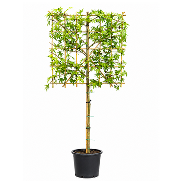 Liquidambar leiboom - afbeelding 1