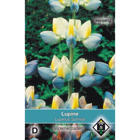 Lupine cruickshankii Sunrise - afbeelding 1