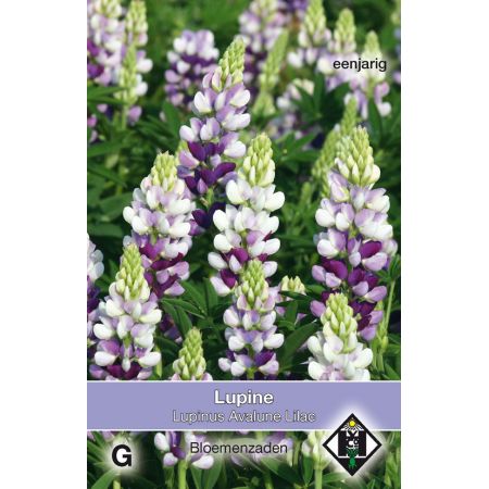 Lupinus hartwegii Avalune Lilac - afbeelding 1