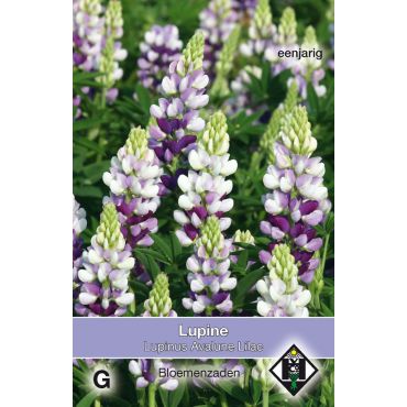 Lupinus hartwegii Avalune Lilac - afbeelding 1