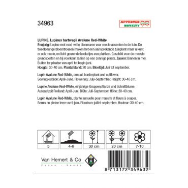 Lupinus hartwegii 'Avalune Red-White' - afbeelding 2
