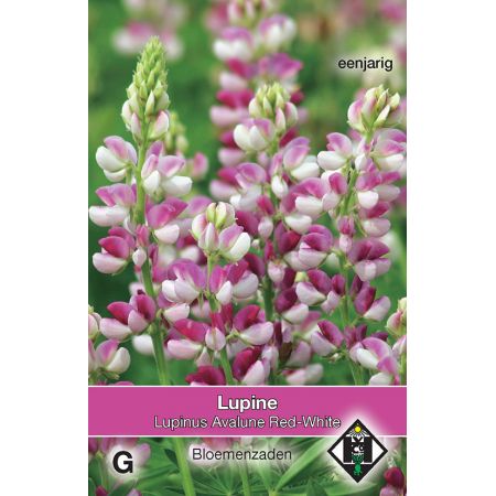 Lupinus hartwegii 'Avalune Red-White' - afbeelding 1