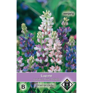 Lupinus hartwegii Pixie Delight - afbeelding 1