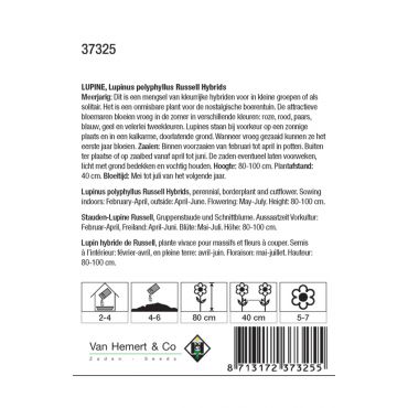 Lupinus polyphyllus Russell Mix - afbeelding 2