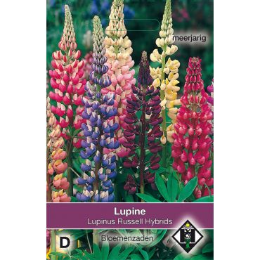 Lupinus polyphyllus Russell Mix - afbeelding 2