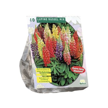 Lupinus russel mix 