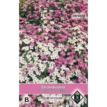 Malcolmia maritima - afbeelding 1