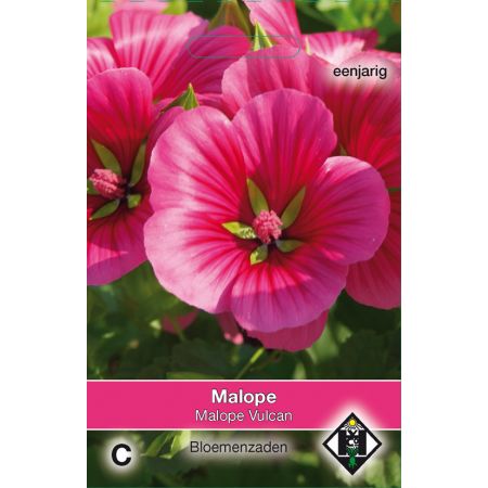 Malope trifida Vulcan - afbeelding 1