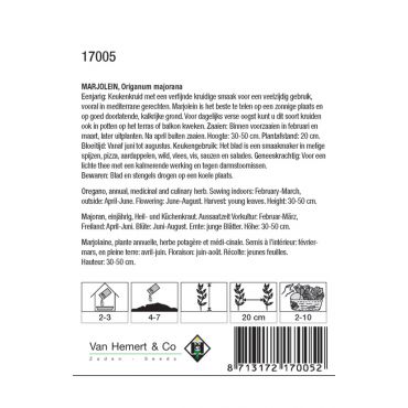 Marjolein / Origanum - afbeelding 2