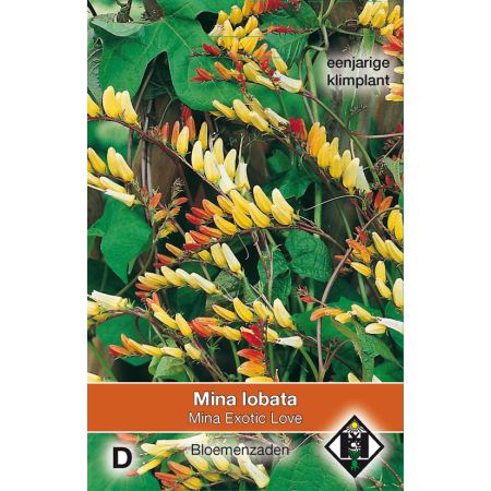 Mina lobata 'Exotic Love' - afbeelding 1