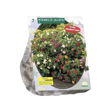 Mirabilis jalapa 7st