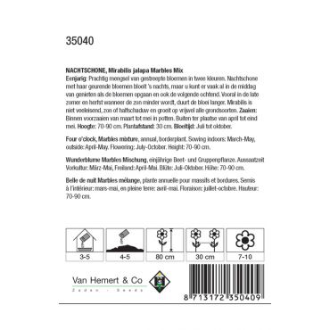 Mirabilis jalapa 'Marbles Mix' - nachtschone - afbeelding 2