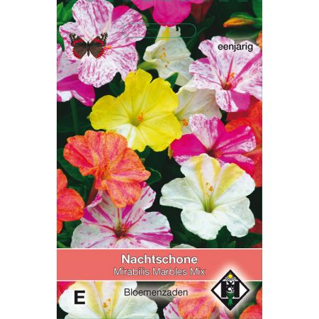Mirabilis jalapa 'Marbles Mix' - nachtschone - afbeelding 1