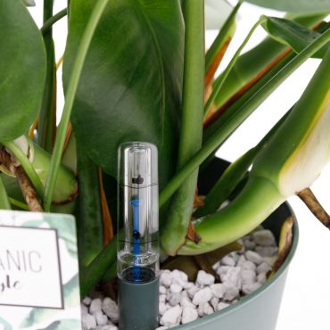 Monstera Deliciosa Ø30 cm - afbeelding 2