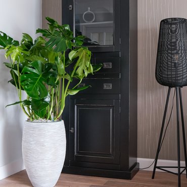 Monstera Deliciosa Ø30 cm - afbeelding 4