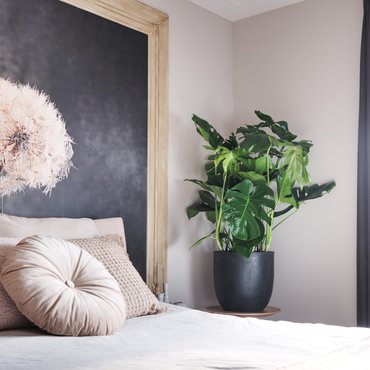 Monstera Deliciosa Ø30 cm - afbeelding 5