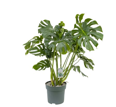 Monstera deliciosa Ø30 cm - afbeelding 1