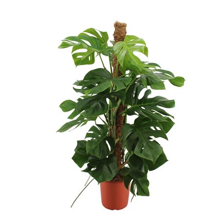 Monstera Pertusum - afbeelding 1