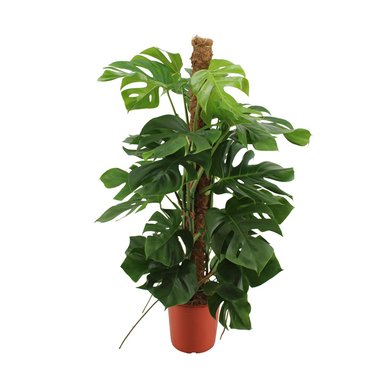 Monstera Pertusum - afbeelding 1