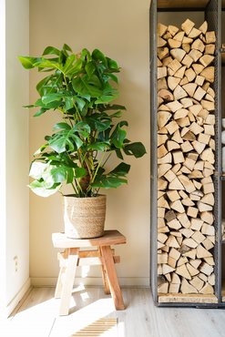 Monstera Pertusum - afbeelding 2