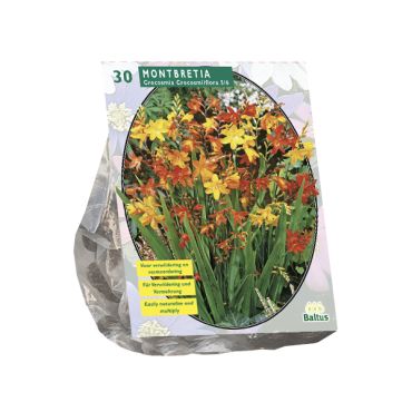 Montbretia 30st