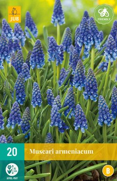 Muscari armeniacum
