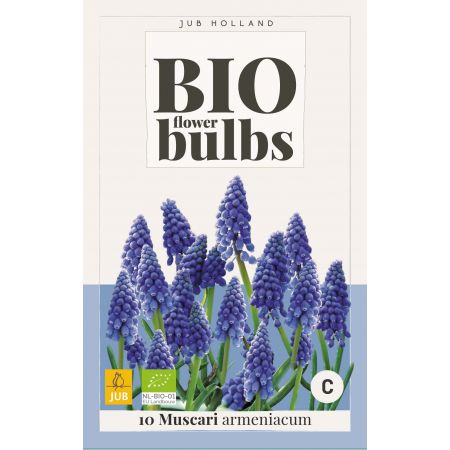 Muscari armeniacum - bio