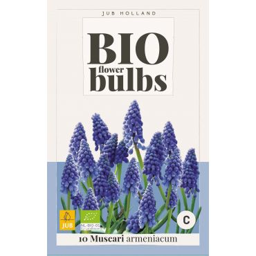 Muscari armeniacum - bio