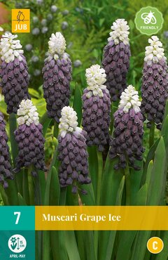 Muscari Grape Ice