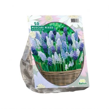 Muscari