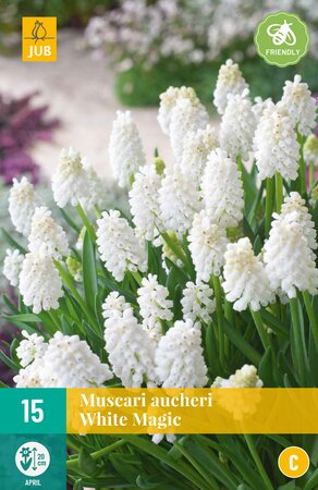 Muscari White magic