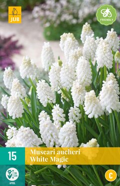 Muscari White magic