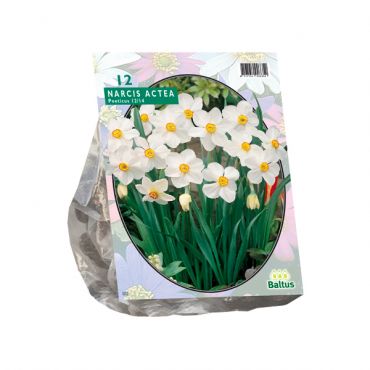 Narcis Actea