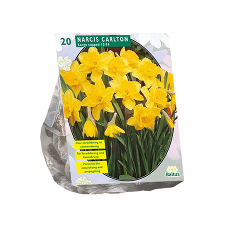 Narcis Carlton per 20
