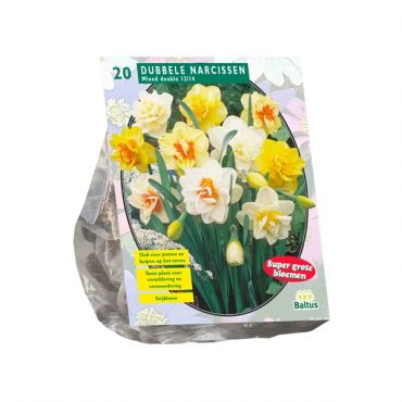 Narcis Dubbel